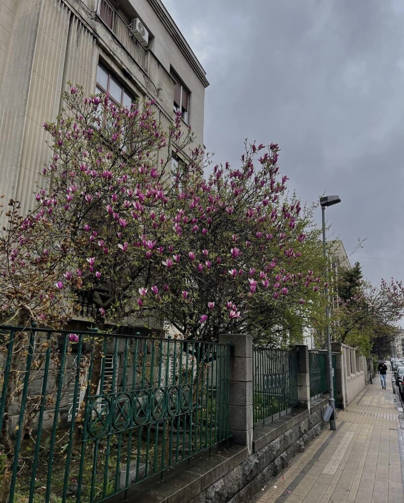 Fotograf: Nikola Milović, Krunska ulica