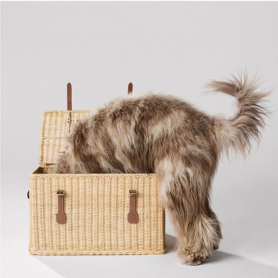 Kućni ljubimci i sve što im (ne)treba