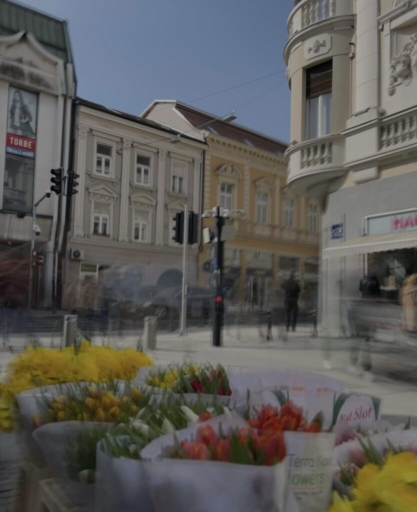 Fotograf Milan Milović - cveće na Zemunskoj pijaci