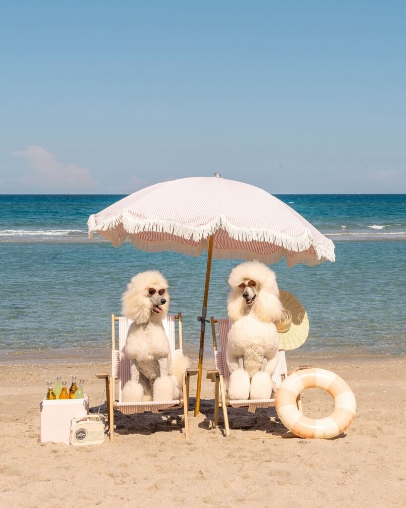 Palm Beach plaža i pudle u stolicama ispod suncobrana