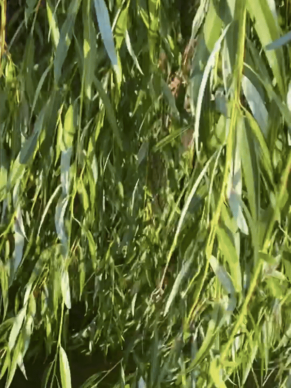 Vožnja dajakom Vrbas rekom