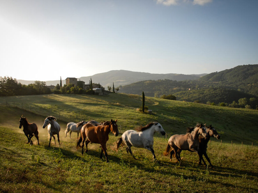 Konji u Castello di Reschio