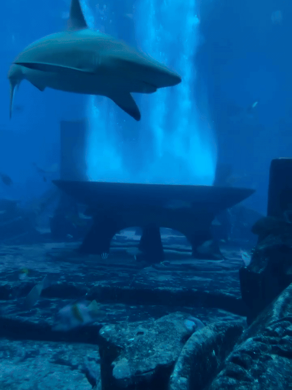 Sanja Obradović predlaže Atlantis Aquaventure