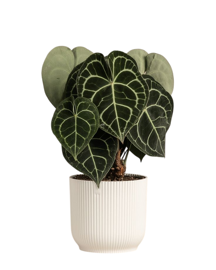 Feng shui: Anturijum (Anthurium clarinervium)