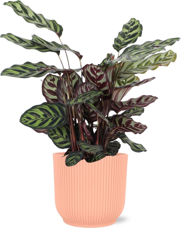 Paunova biljka (Calathea makoyana)