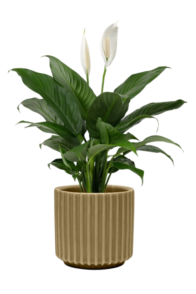 Feng shui: Spatifilum (Spathiphyllum wallisii)