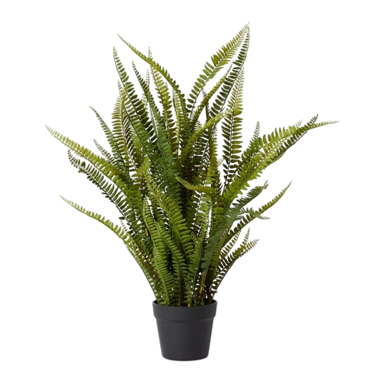 Feng shui: Bostonska paprat (Nephrolepis exaltata)