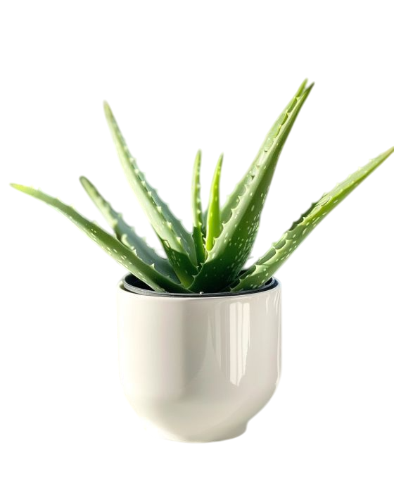 Aloe vera (Aloe barbadensis miller)
