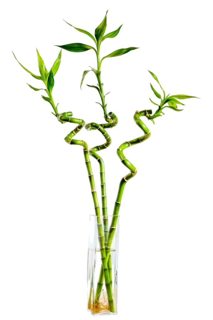 Feng shui: srećni bambus (Dracaena sanderiana)