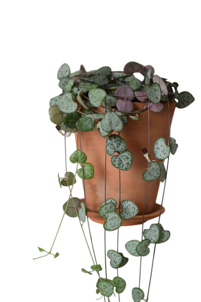 Niz srca (Ceropegia woodii)