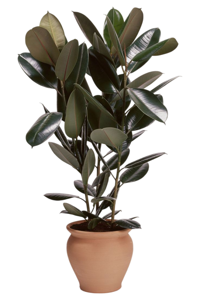 Fikus gumijevac (Ficus elastica)