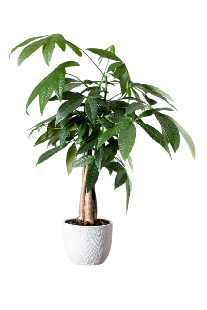 Feng shui biljke: Drvo novca (Pachira aquatica)