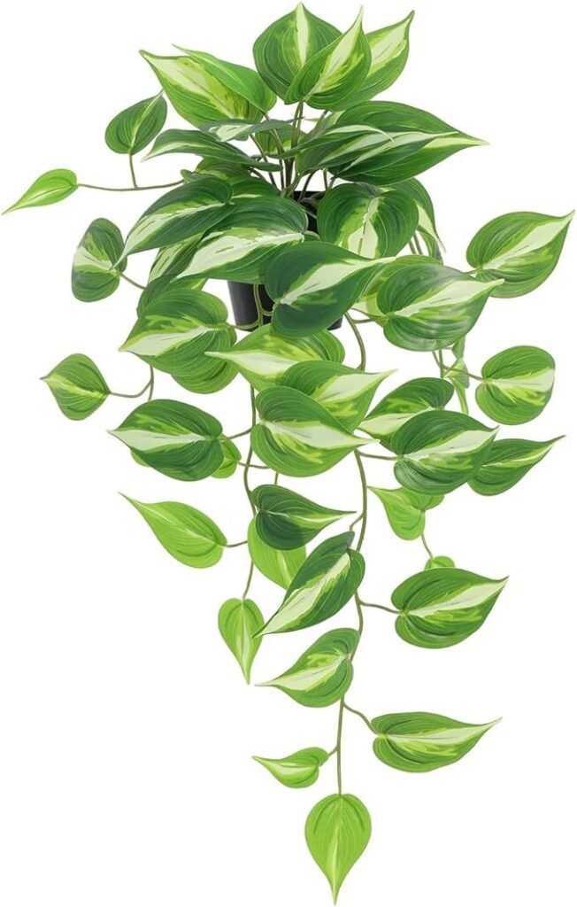 Feng shui biljke: Zlatni potos (Epipremnum aureum)