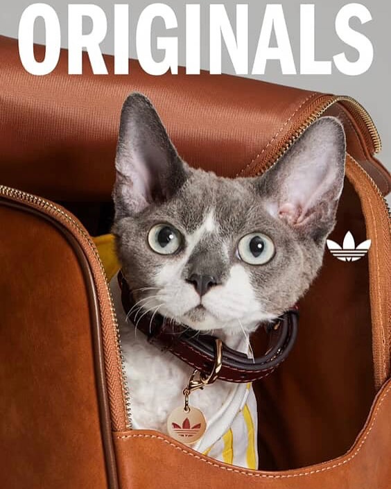 Trefoil Pet Collection: adidas kolekcija za ljubimce